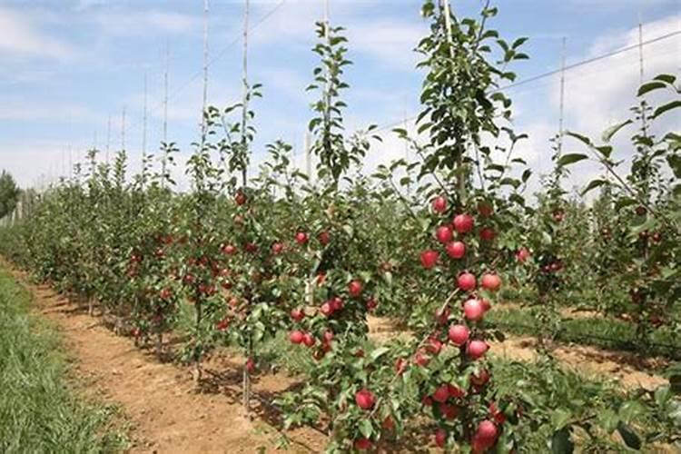 苹果怎么施肥结果多？用什么肥料能增产？施什么肥料增甜上色效果好？