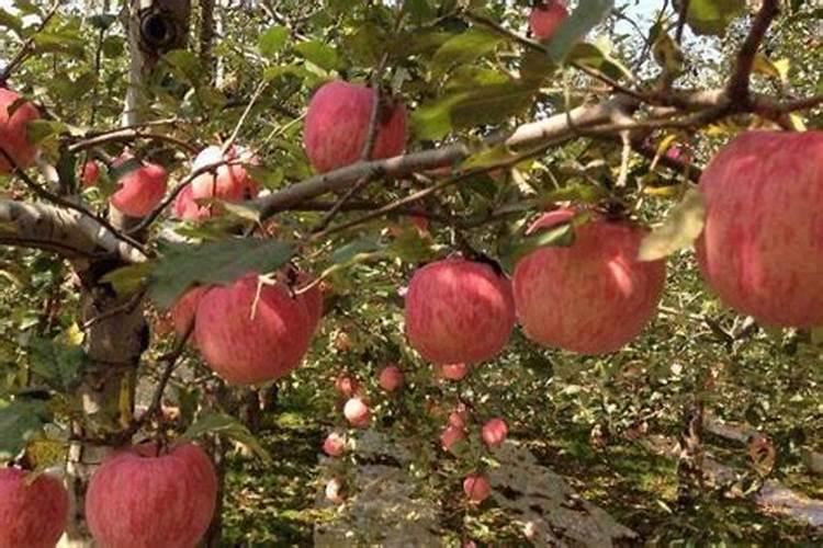 苹果怎么施肥结果多？用什么肥料能增产？施什么肥料增甜上色效果好？