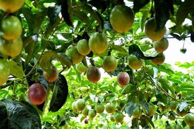 一颗百香果苗用50克硼肥会不会导致硼中毒？