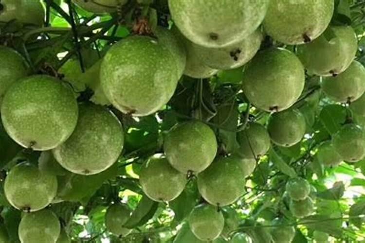 百香果能用30克的磷酸二氢钾加15毫升的硼肥一起喷施吗？