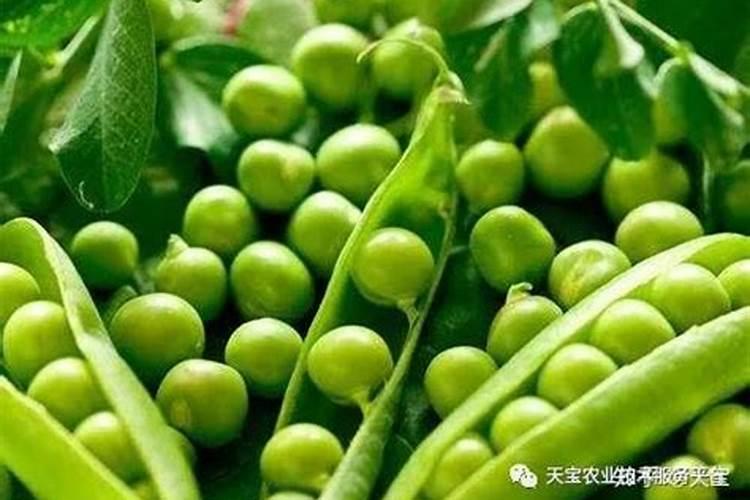 豆角打什么药变直变长