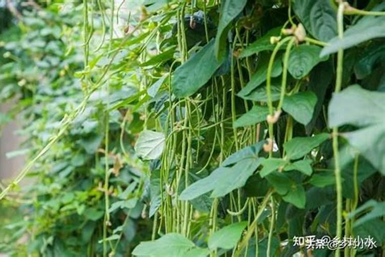 长豆角也要施肥吗