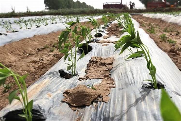 我家辣椒移栽后,缓苗时间特别长,有的苗甚至直接死了,有没有啥移栽时能...