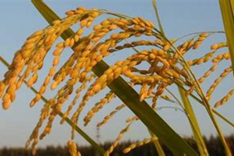 长豆角开花期喷什么药不掉花(打什么药能提高豆角产量)