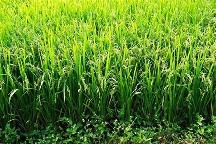水稻灌浆期用施肥吗 水稻灌浆期用是否需要施肥