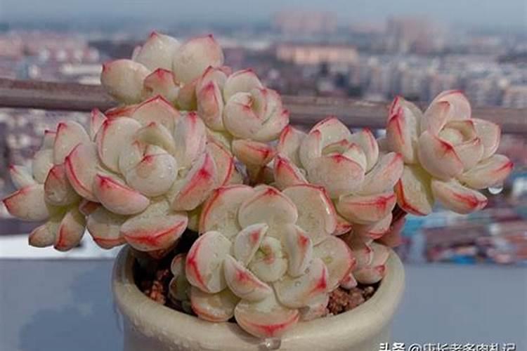 初春多肉怎么浇水施肥