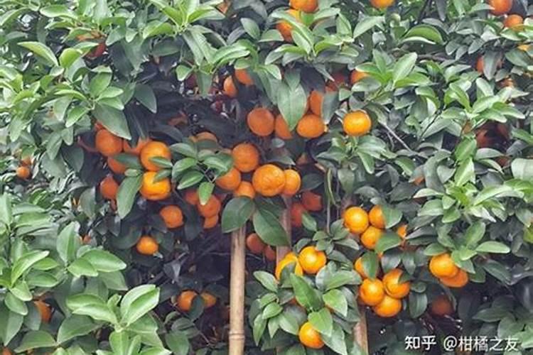 大豆喷施啥叶面肥最好