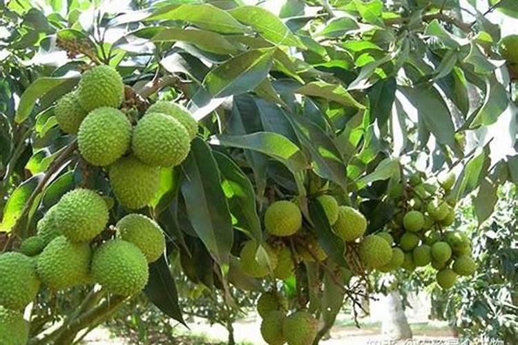 金钱树底肥放什么肥好(底肥施用方法)