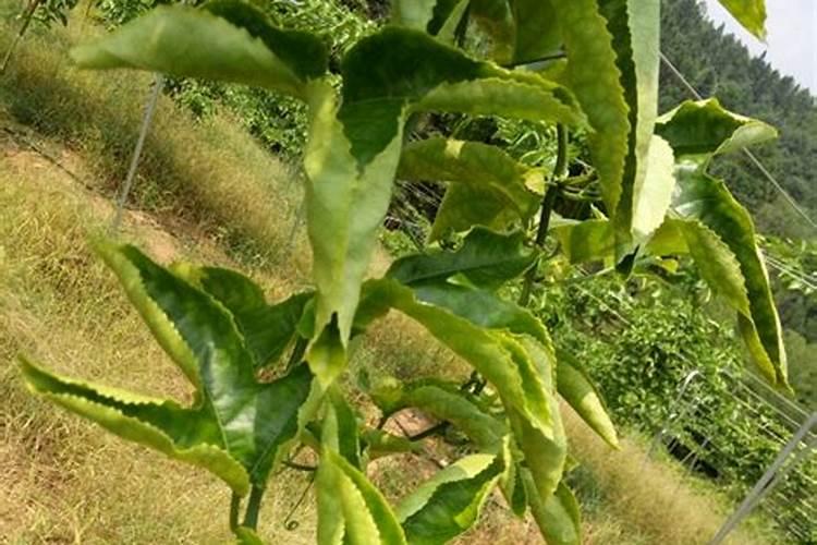 给草莓追肥,该用什么肥料？