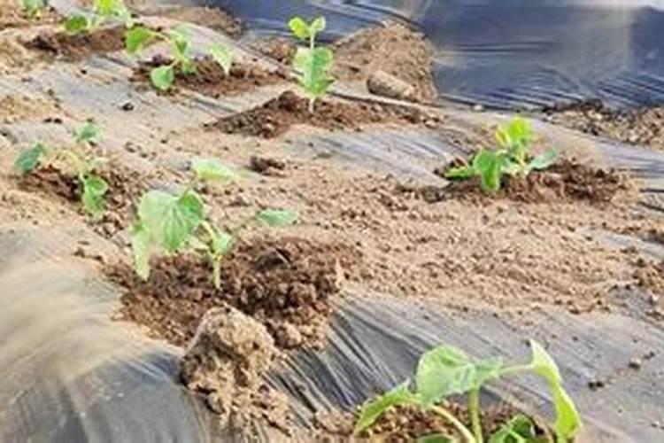 大棚西瓜用的冲施肥是多少次性投入还是一次性投入？