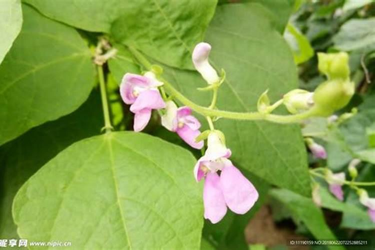 想提高四季豆产量需要注意哪些施肥技巧