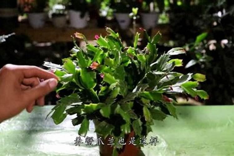 李子树一年打几次药,每次都打什么药？