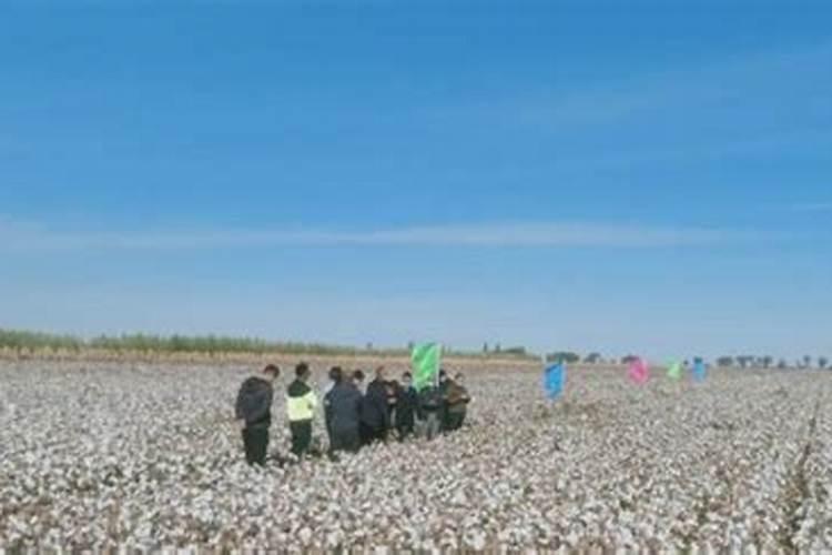 江苏省棉花亩高产是多少公斤