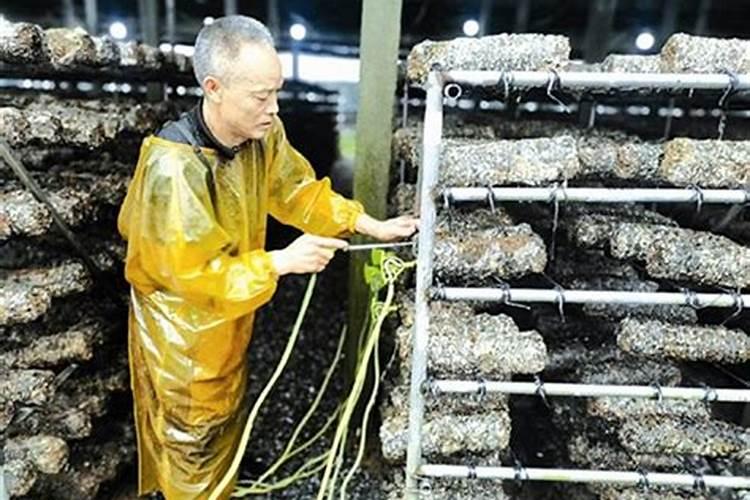 有谁知道栽培香菇贷可加λ磷肥？