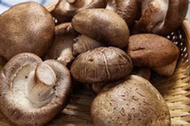 香菇的种植方法