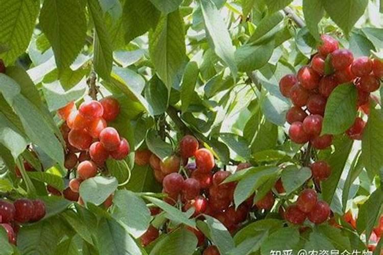 青花菜病害防治措施