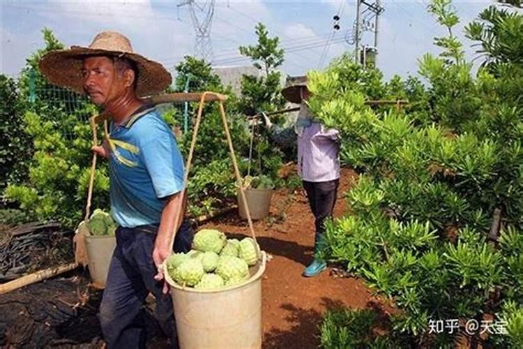 番荔枝施肥技术介绍