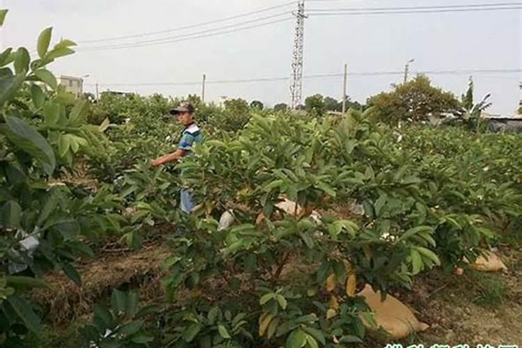 普通番荔枝怎么施肥？