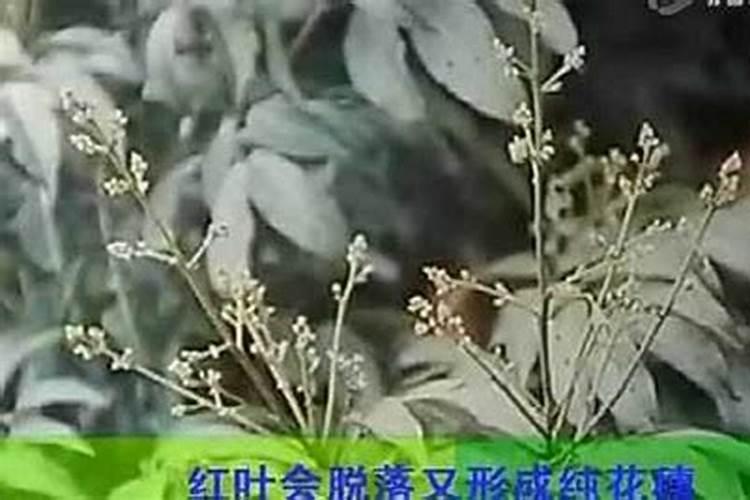 番荔枝有什么施肥原则？