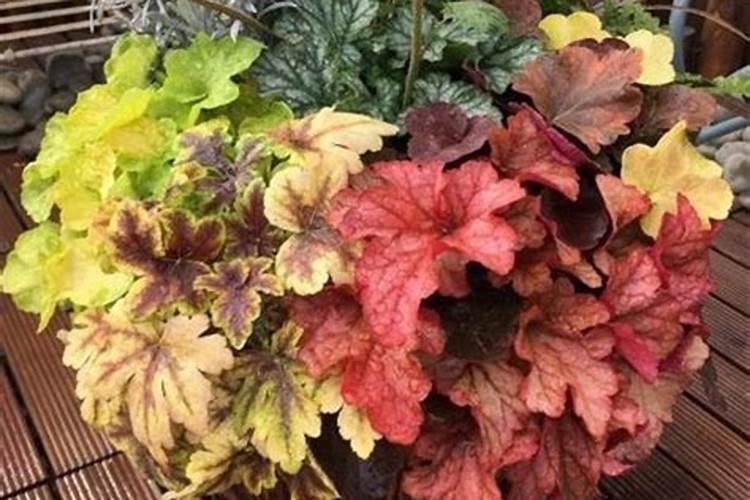 玉米喷灌浇水怎么施肥视频