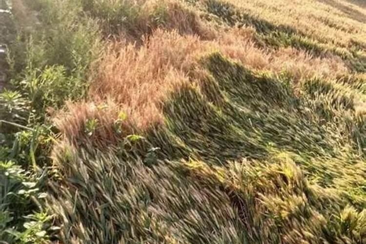 野麦子什么时候打药好现在打药还行吗地干能打吗