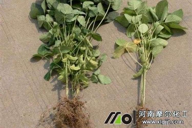 玉米打叶面肥用进口叶面肥用哪个国家的好