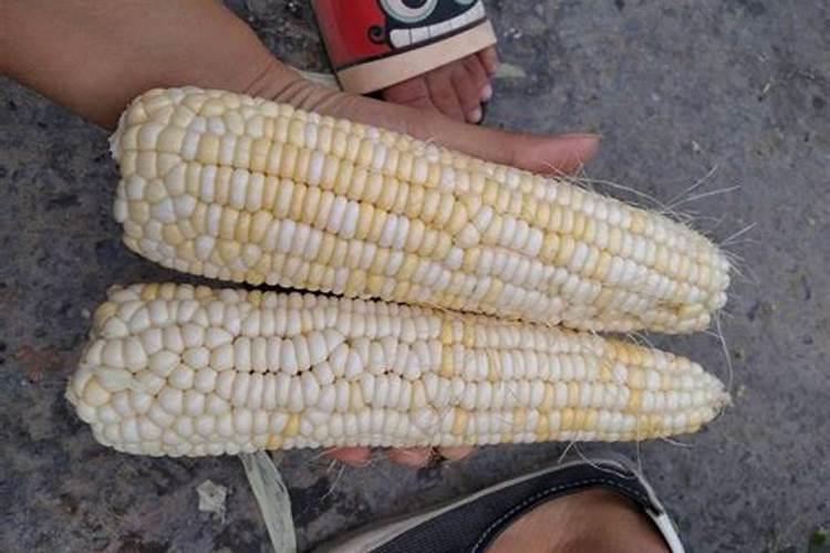 玉米缺硼有哪些防治措施？