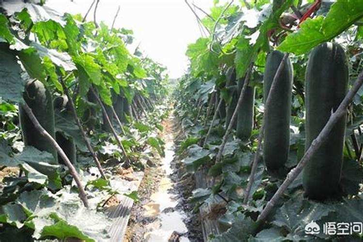 碧护大量元素水溶肥价格