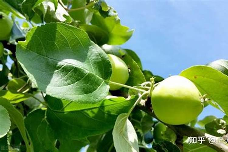 苹果树补钙的叶面肥有哪些苹果树叶面肥一年喷几次都喷什么肥