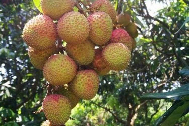 妃子笑保果正确方法