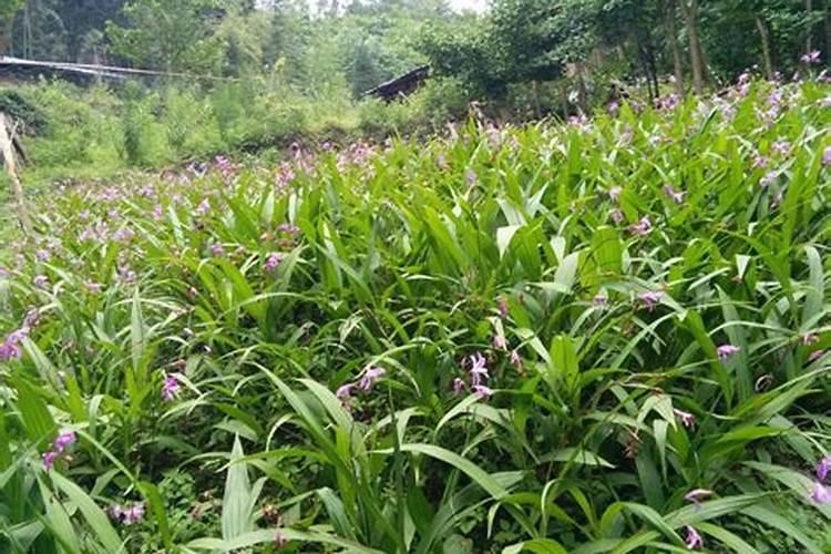 “荔枝自由”上热搜？肾友适合吃么？