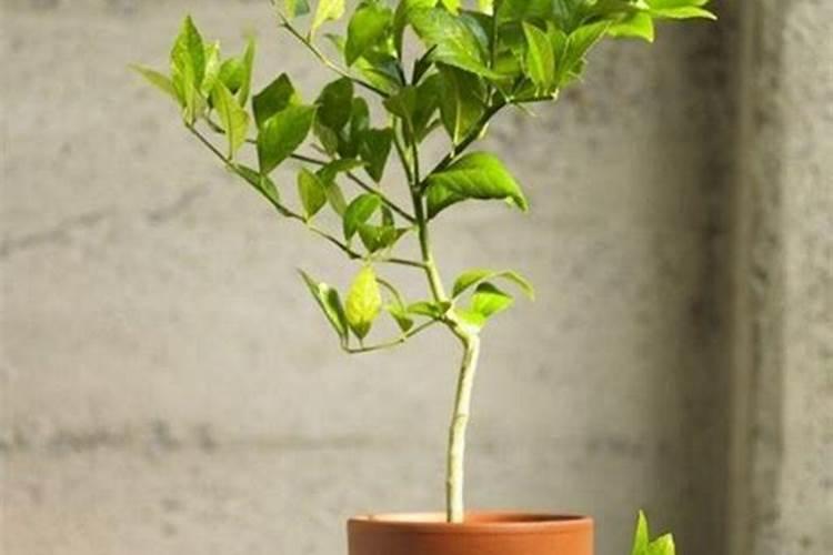 柠檬专用肥可以给别的花用吗？