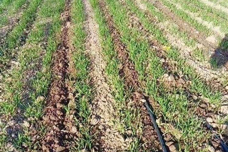 怎样高效施用磷酸二氢钾？