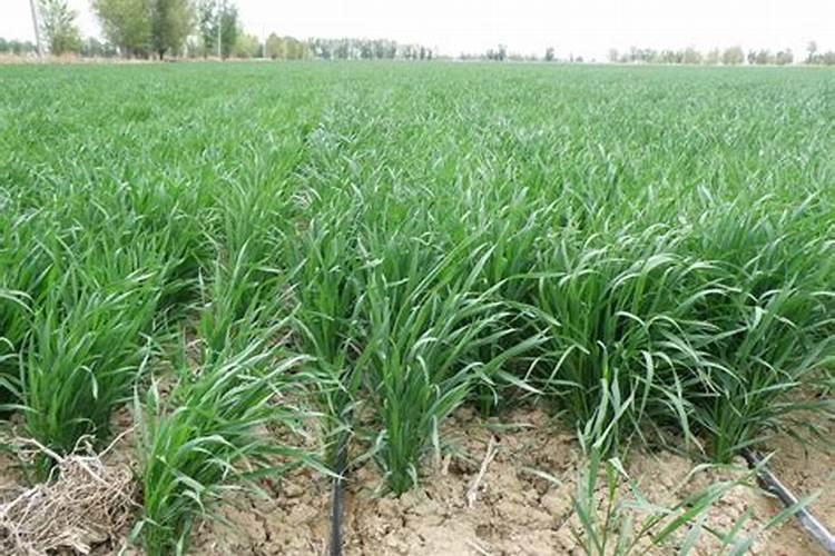 磷酸二氢钾使用方法有哪些