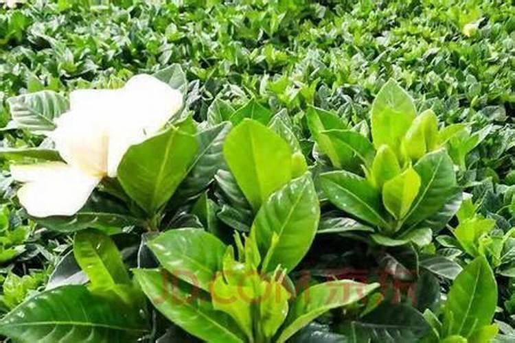 栀子花如何施肥年年开花大爆盆