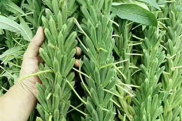 芝麻高产三遍药配方