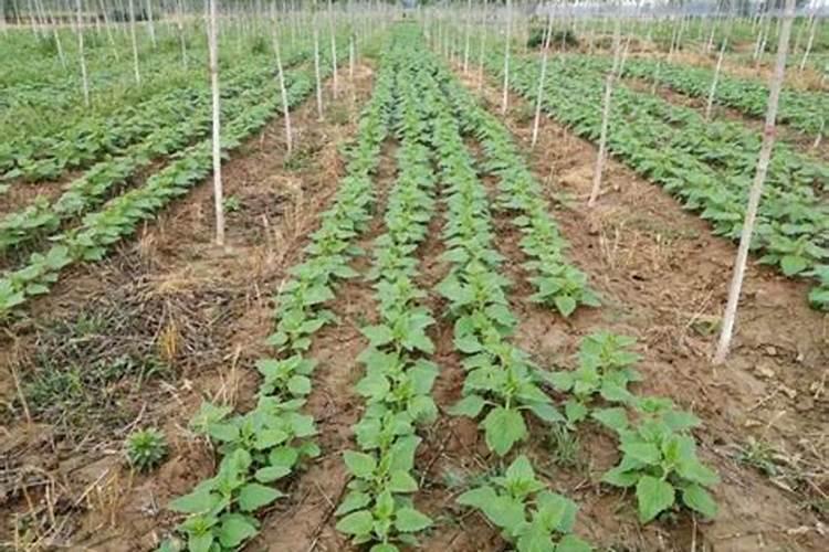 芸苔素在芝麻上最多用几次