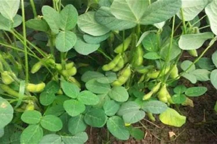 过期绿豆能不能做花肥