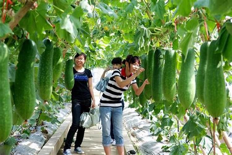 水溶肥和普通肥料有什么区别？