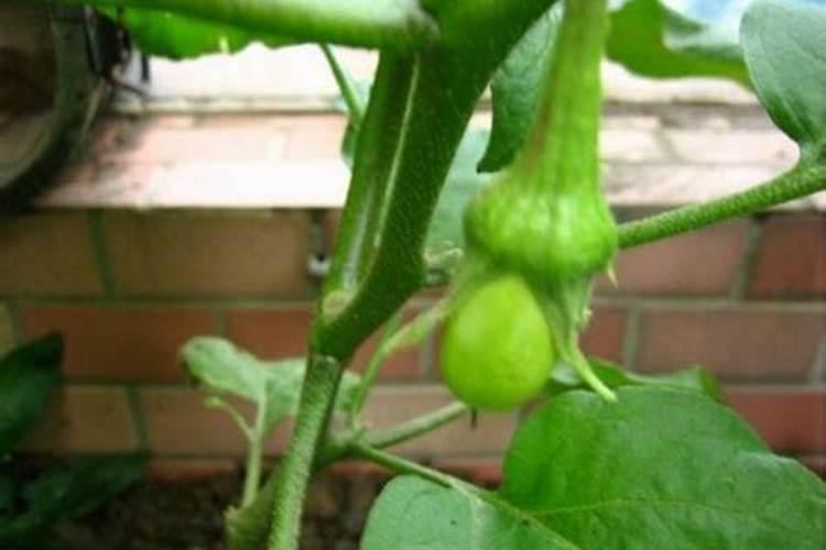 氮肥一天中什么时候施最好