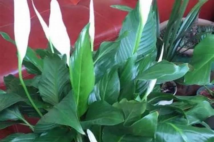 如意花施什么肥最好