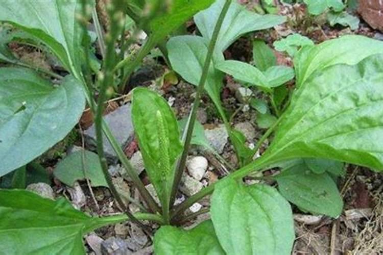 车前草种植方法和注意事项