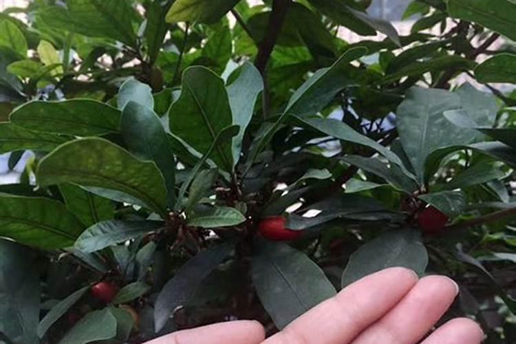 天竺葵黄叶的处理办法