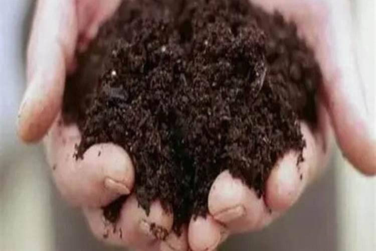 豆角卷叶打什么药