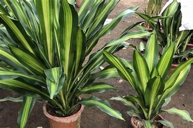 牛粪是热性肥温性肥还是冷性肥？腐熟后直接进入大田或者冬暖式大棚可以...