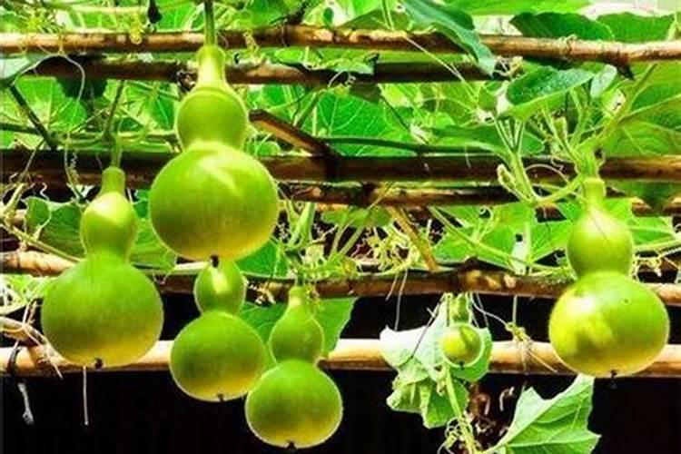 葫芦施肥施什么肥