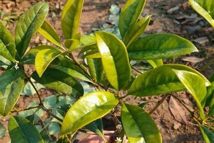 桂花施什么肥料最好