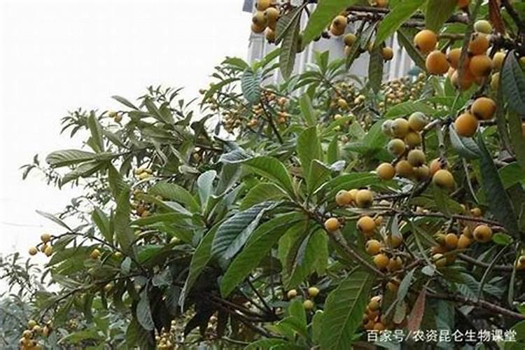 苄氨赤霉酸最佳使用方法 附使用注意事项