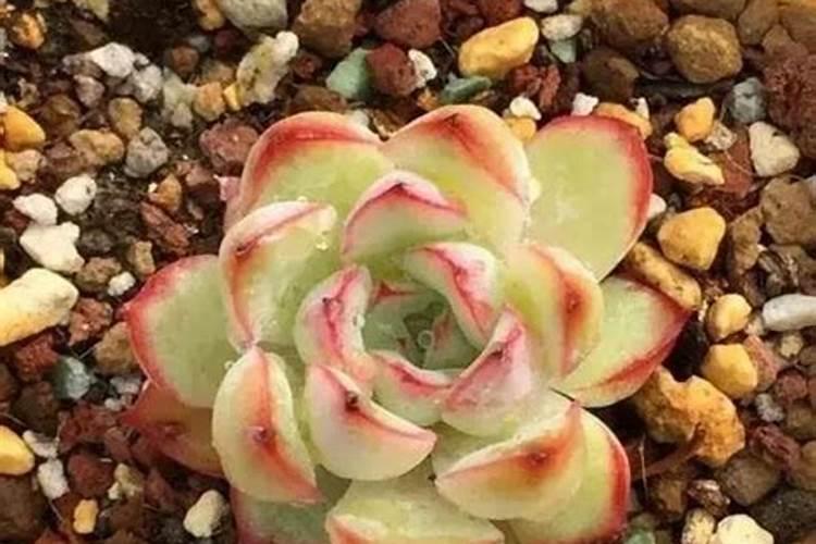 冬天多肉多久施肥一次