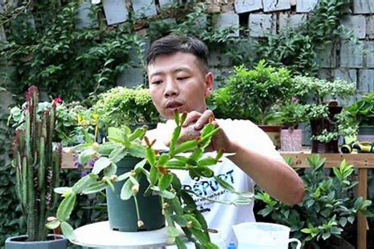 多肉施什么肥好